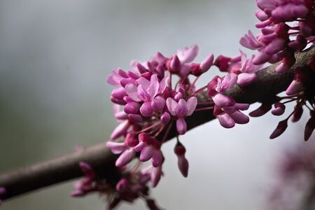 blurred background with a branch of a  tsertsis tree with pink flowersの写真素材