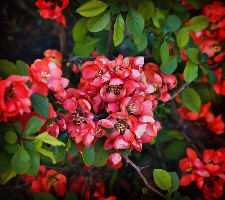 Japanese quince bush with flowers close upの写真素材