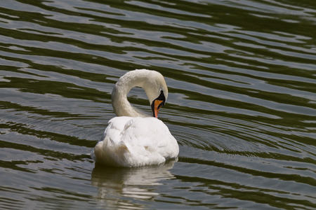 white mute swan on a lake closeupの写真素材