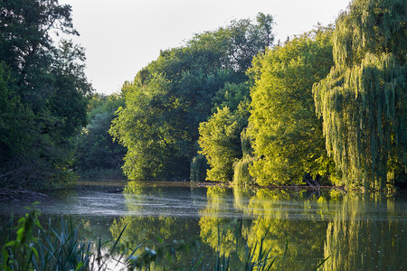 lake with willows on the shore at sunsetの写真素材