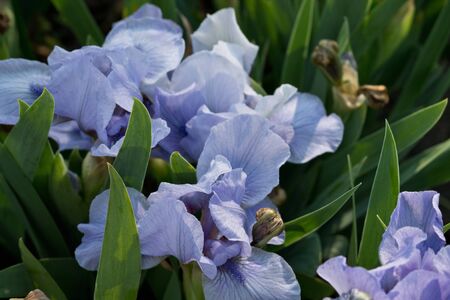 flowerbed with blue irises closeupの写真素材