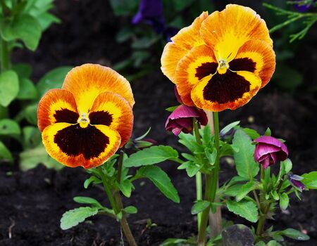 Two orange flower pansies on a bed closeupの写真素材