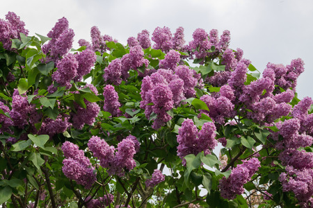 blooming lilac bush pink against the skyの写真素材