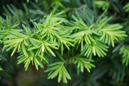 background with young green spruce twigs closeupの写真素材