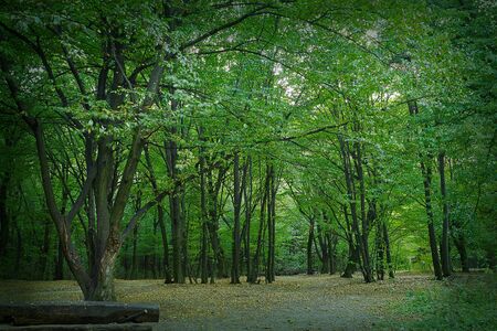 green-yellow autumn park with a spreading treeの写真素材