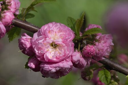 flower blossoming almond closeup on a branchの写真素材