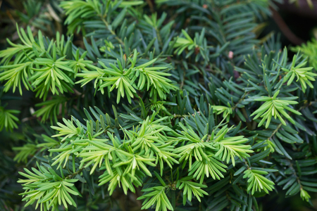 spruce branches with young sprouts closeupの写真素材