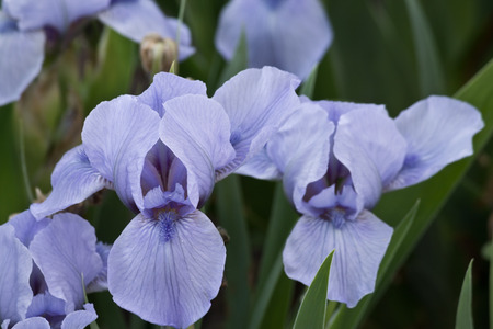 blue iris on a bed closeup