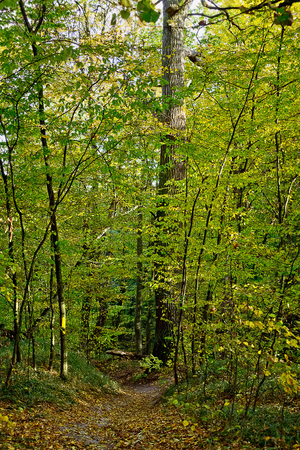 vertical landscape with path in autumn deciduous forestの写真素材