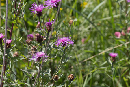 purple wildflower cornflower  closeup on a meadowの写真素材