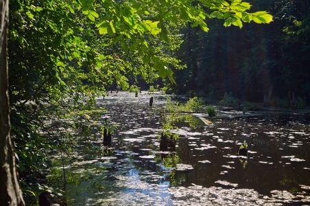 forest lake sunny summer dayの写真素材