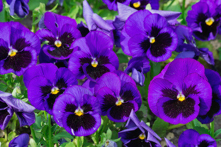 purple pansies on a bed closeupの写真素材