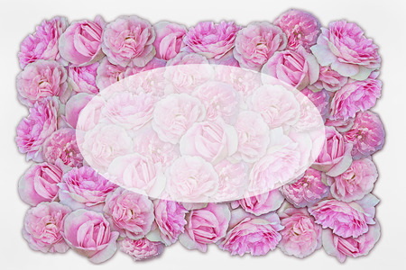 background of pink roses and oval copy spaceの写真素材