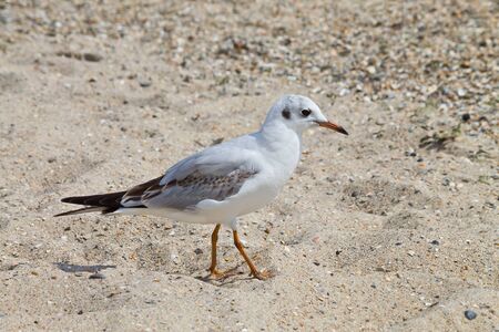 Seagull on a sandy beach closeupの写真素材