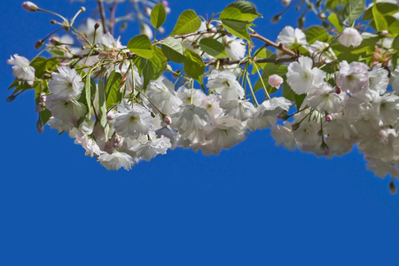 white sakura branch closeup on a background of blue skyの写真素材
