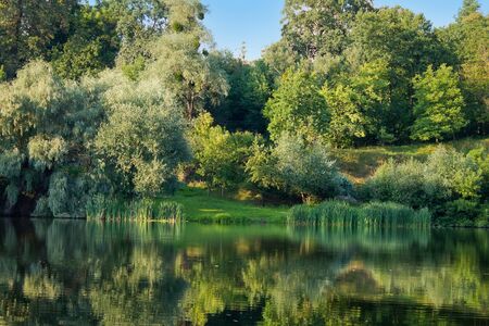 summer lake with meadow and trees on the shoreの写真素材