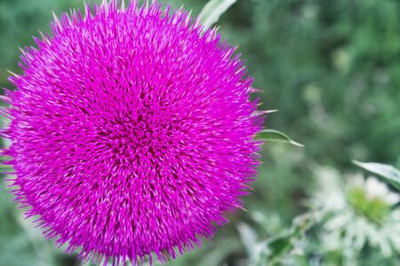 one large thistle flower closeupの写真素材