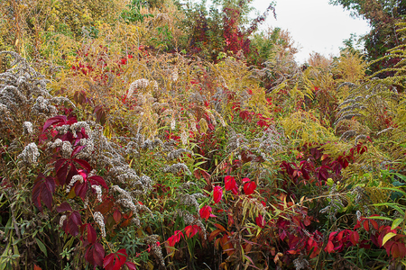 autumn meadow with yellow and red plantsの写真素材