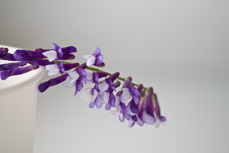 purple flower vietsiya villosa closeup on a white backgroundの写真素材