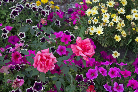 flowerbed with roses, daisies and petunias closeupの写真素材