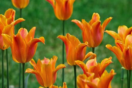 bed of orange tulips closeupの写真素材