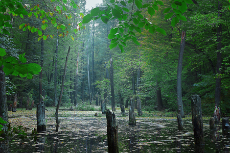 gloomy forest landscape in cool colors with lake and dead treesの写真素材