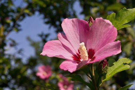 hibiscus flower closeup in the parkの写真素材