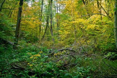 autumn thicket with fallen treesの写真素材