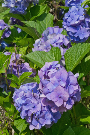 blue hydrangeas in the garden closeupの写真素材