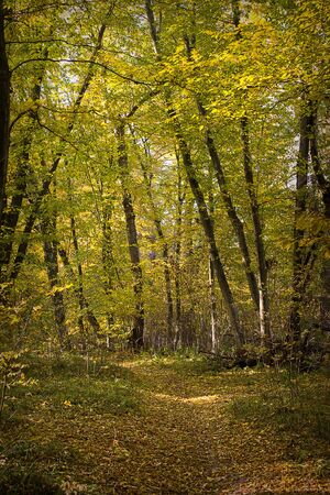 trail in golden autumn forest on a sunny dayの写真素材
