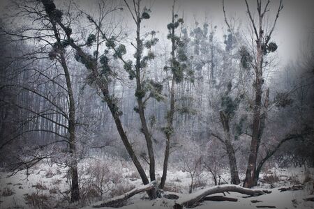 gloomy snowy fairytale forest in the fog. Winter landscape with trees.の写真素材