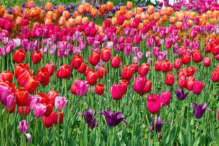 flowerbed with pink, orange and purple tulips in the parkの写真素材