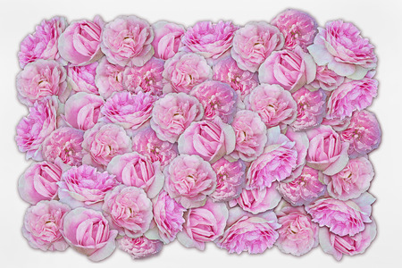 pink roses on a white background closeupの写真素材