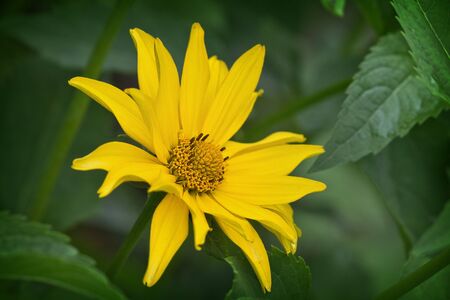 one yellow flower  helopsis  closeup in greenの写真素材