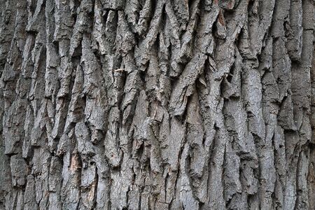 gray background texture of tree bark closeupの写真素材