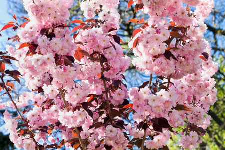 Sakura blossom tree with pink flowers against the skyの写真素材