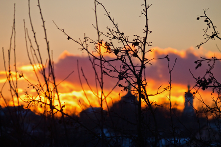 silhouette winter bushes on background of cloudy sunsetの写真素材