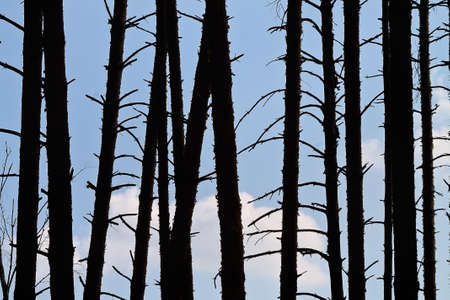 silhouettes trunks of pine trees on a background of blue sky