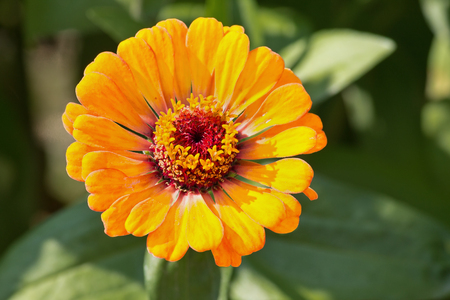 Yellow zinnia closeup on a green backgroundの写真素材