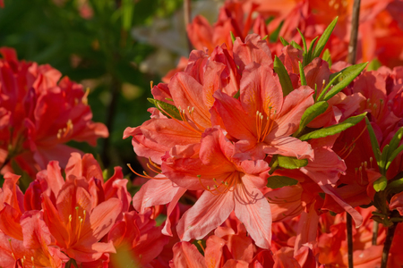 orange flowers of rhododendron closeup on a bedの写真素材