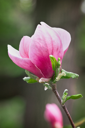pink magnolia flower on a branch closeupの写真素材