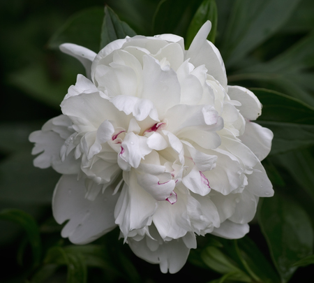 white peony flower in the garden closeupの写真素材