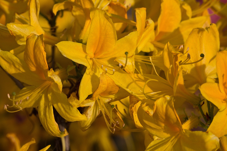 yellow rhododendron bush in the garden with flowers closeupの写真素材