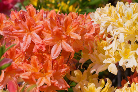 yellow and orange flowers of rhododendron closeupの写真素材