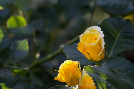 green bush with yellow roses closeupの写真素材