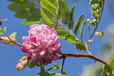 acacia pink flower on a branch closeup on a background of blue skyの写真素材