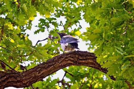 Crow sitting on a branch of an oak treeの写真素材