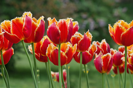 red-orange tulips closeup on a bedの写真素材