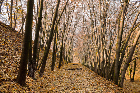road in autumn park, strewn with yellow leavesの写真素材