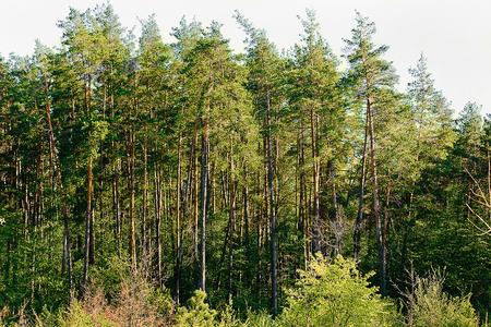 Pine forest pierced by the rays of the sunの写真素材
